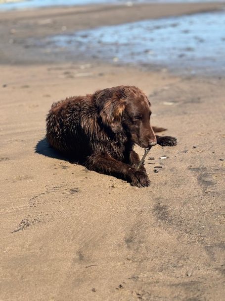 BEACH-HUND