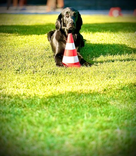 BAUSTELLENÜBERWACH-HUND
