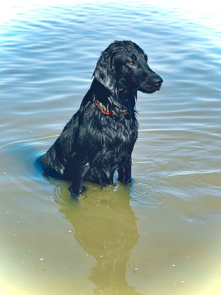 WASSER-HUND